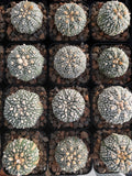 Astrophytum Asterias 'Super Kabuto' 3"