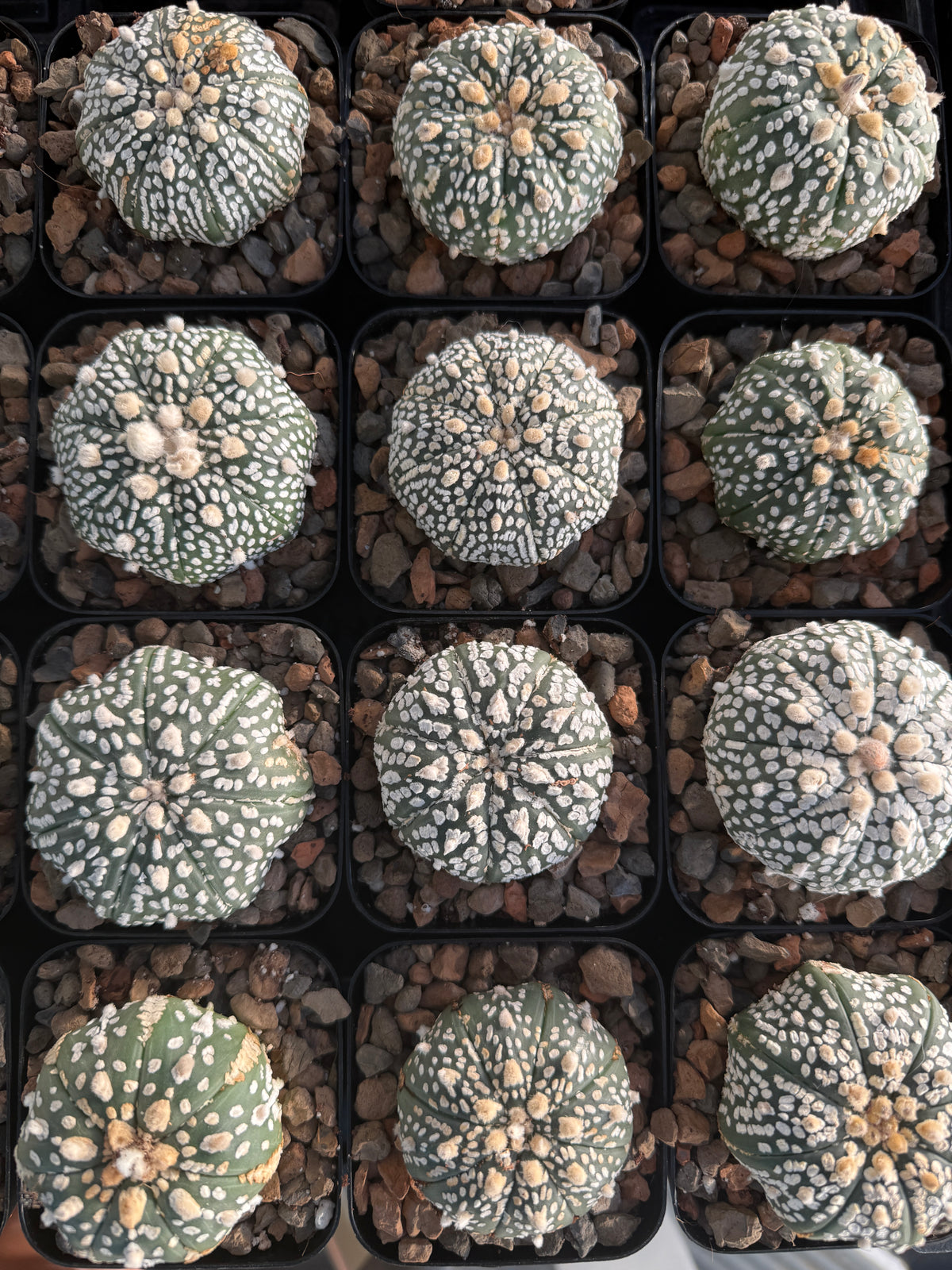 Astrophytum Asterias 'Super Kabuto' 3"