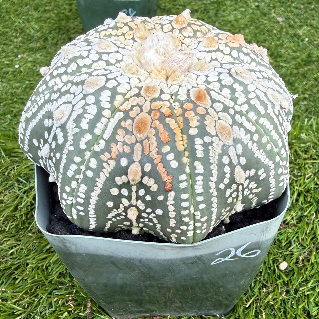 Astrophytum Asterias 'Super Kabuto' 4"