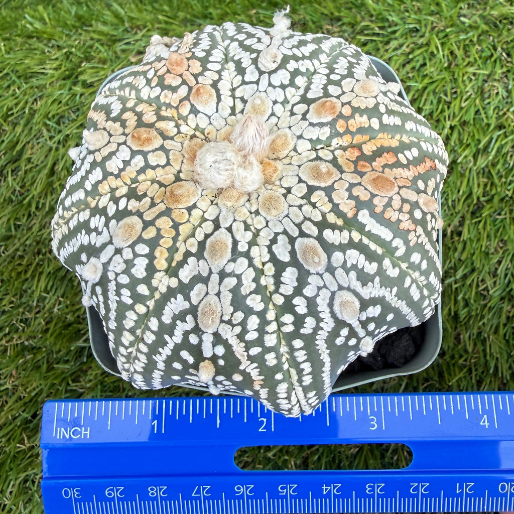 Astrophytum Asterias 'Super Kabuto' 4"