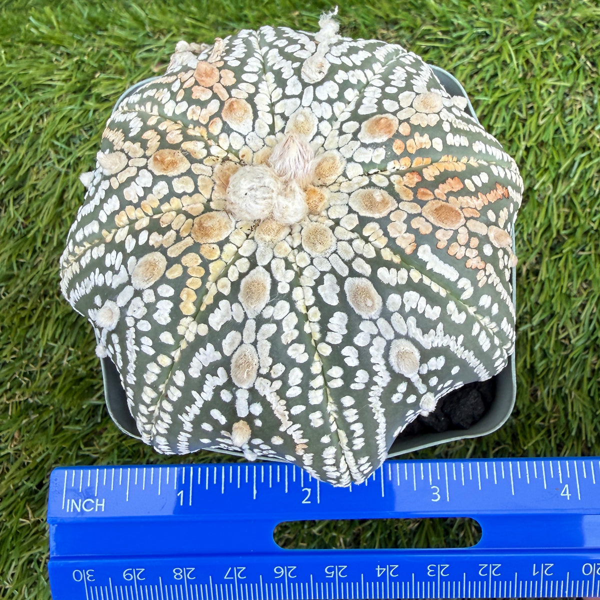 Astrophytum Asterias 'Super Kabuto' 4"