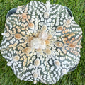 Astrophytum Asterias 'Super Kabuto' 4"