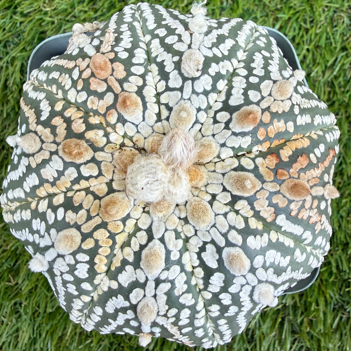 Astrophytum Asterias 'Super Kabuto' 4"