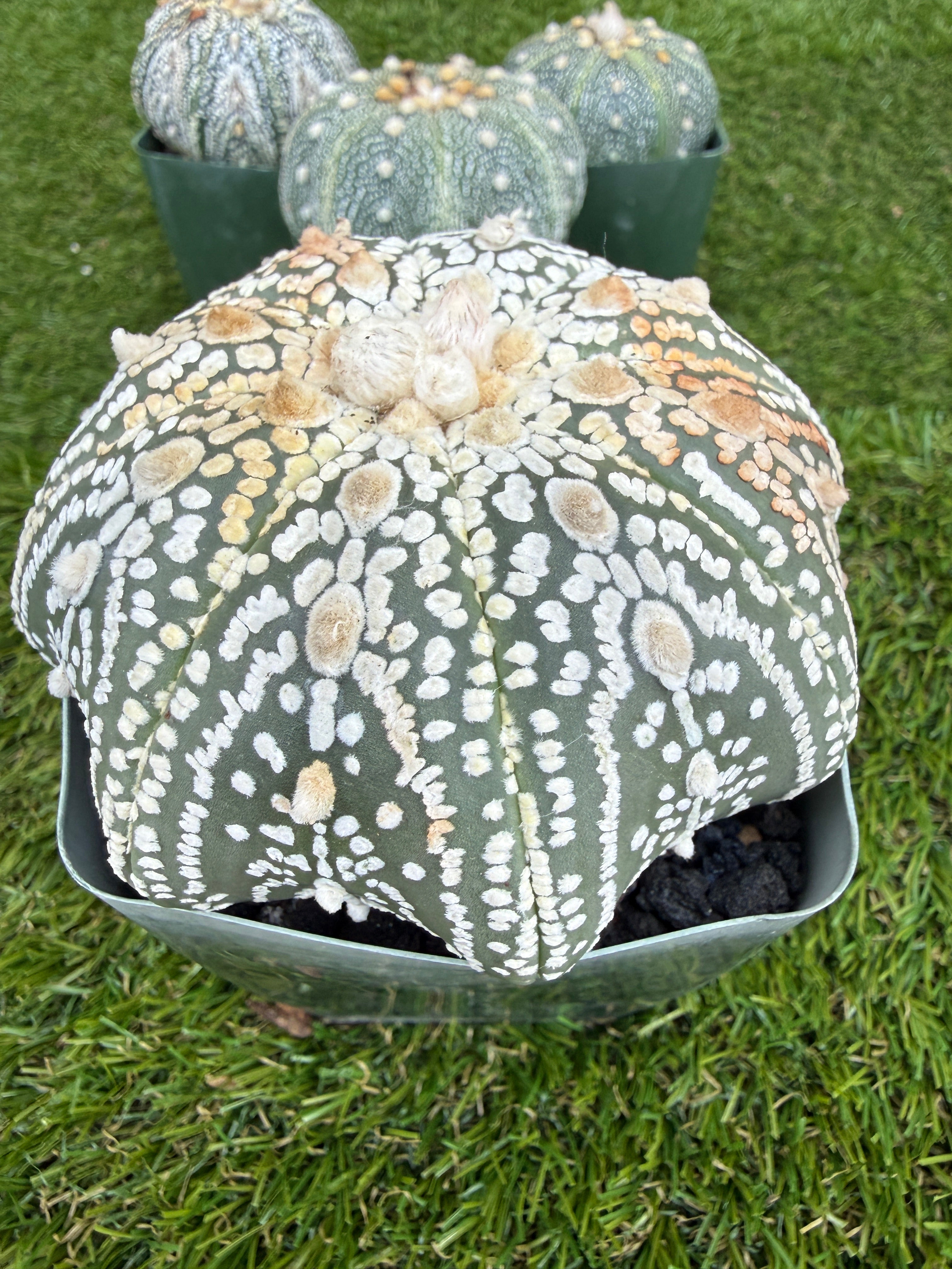 Astrophytum Asterias 'Super Kabuto' 4"
