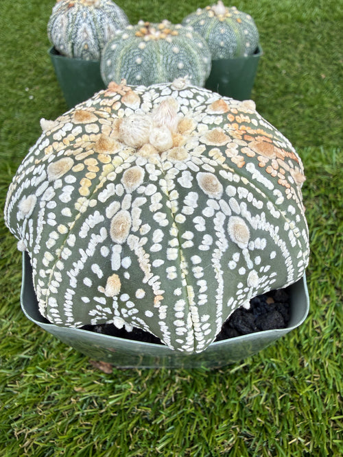 Astrophytum Asterias 'Super Kabuto' 4"