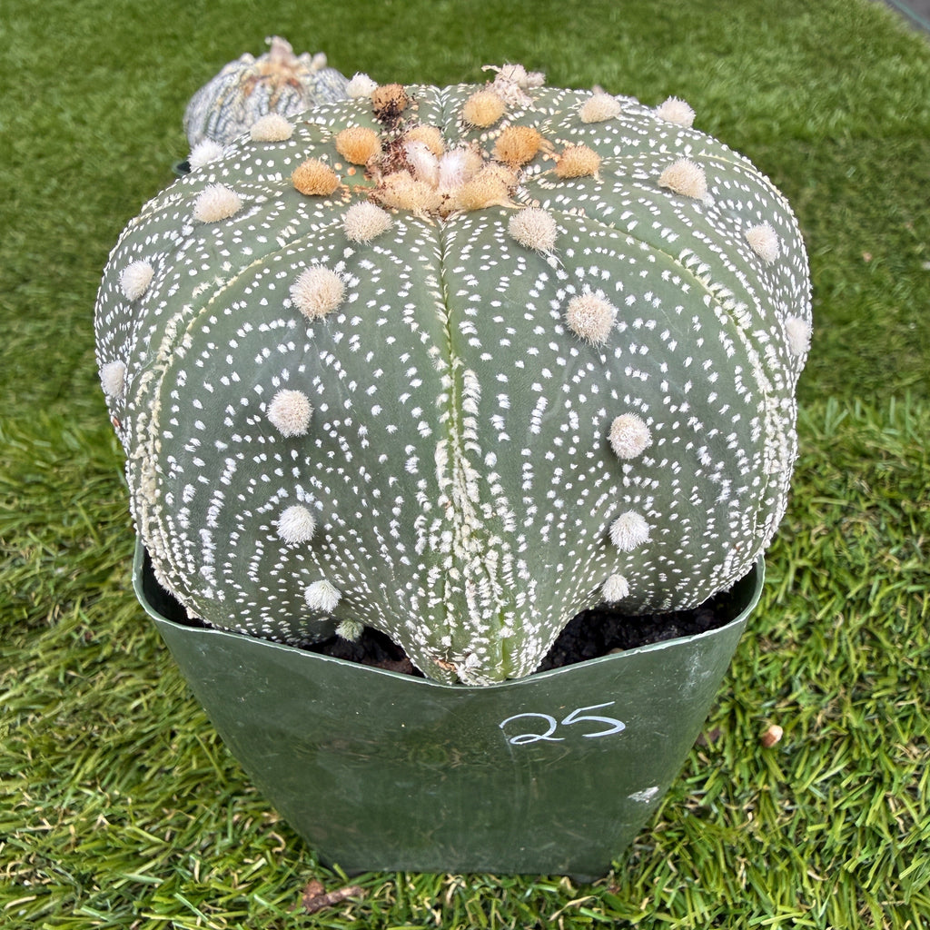 Astrophytum Asterias 'Super Kabuto' 4"