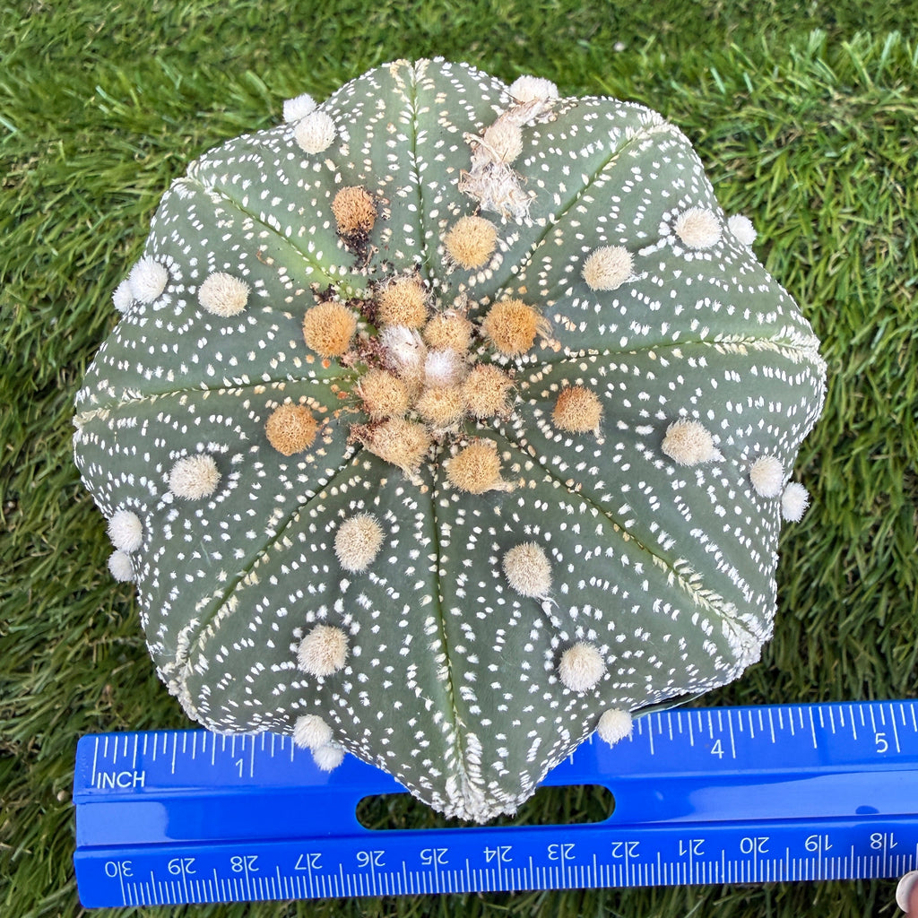 Astrophytum Asterias 'Super Kabuto' 4"