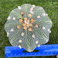 Astrophytum Asterias 'Super Kabuto' 4"
