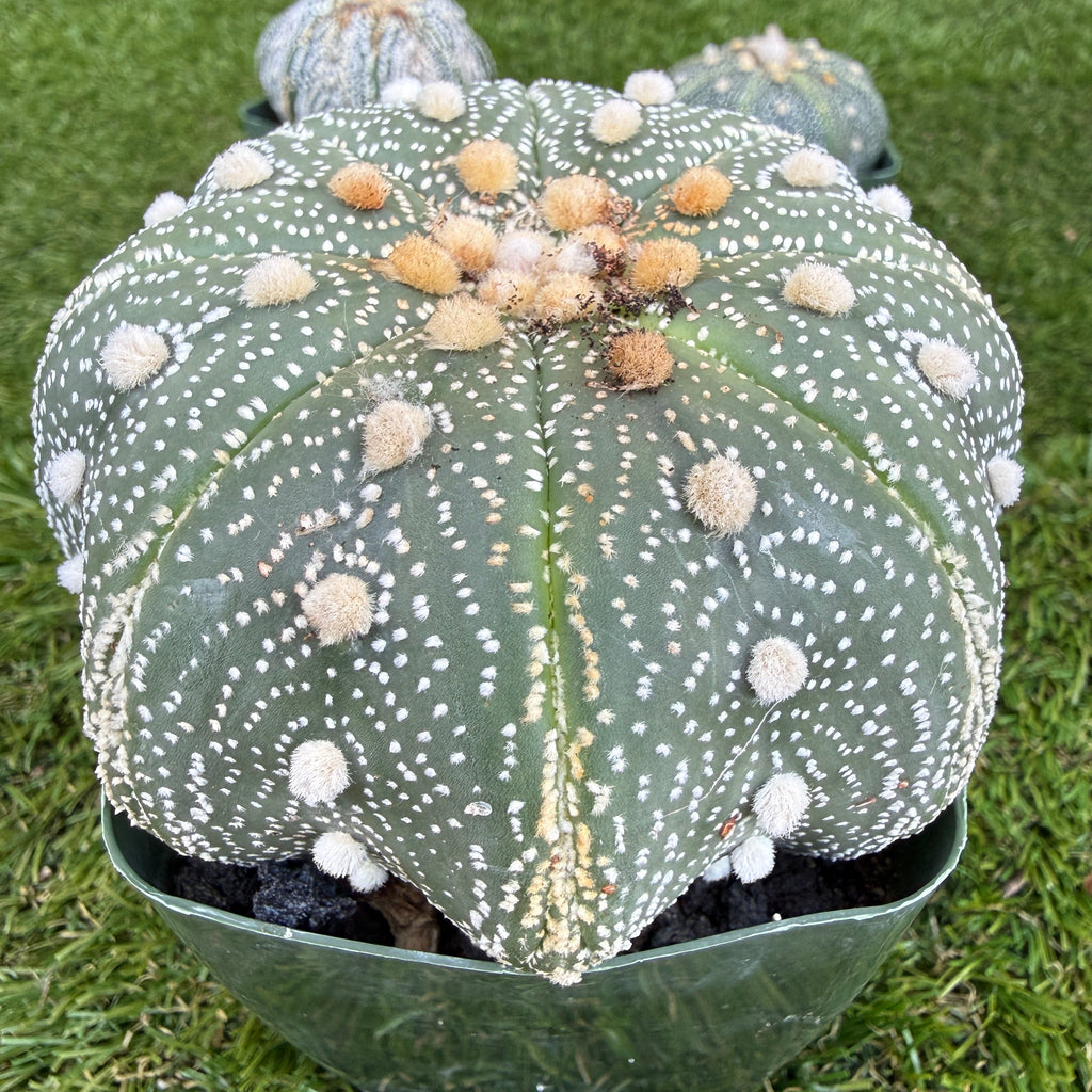 Astrophytum Asterias 'Super Kabuto' 4"