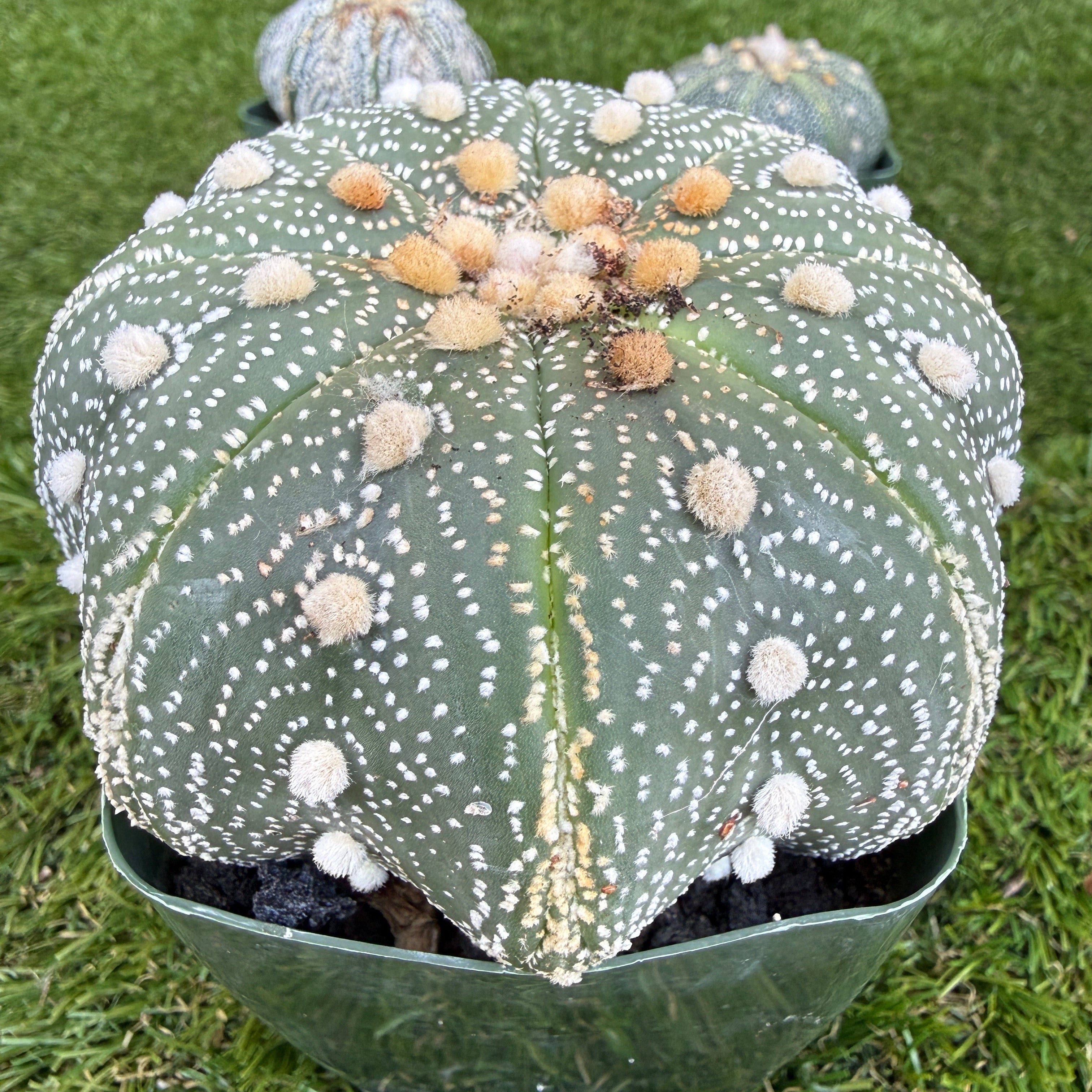 Astrophytum Asterias 'Super Kabuto' 4"