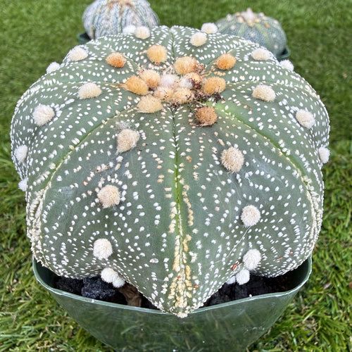 Astrophytum Asterias 'Super Kabuto' 4"