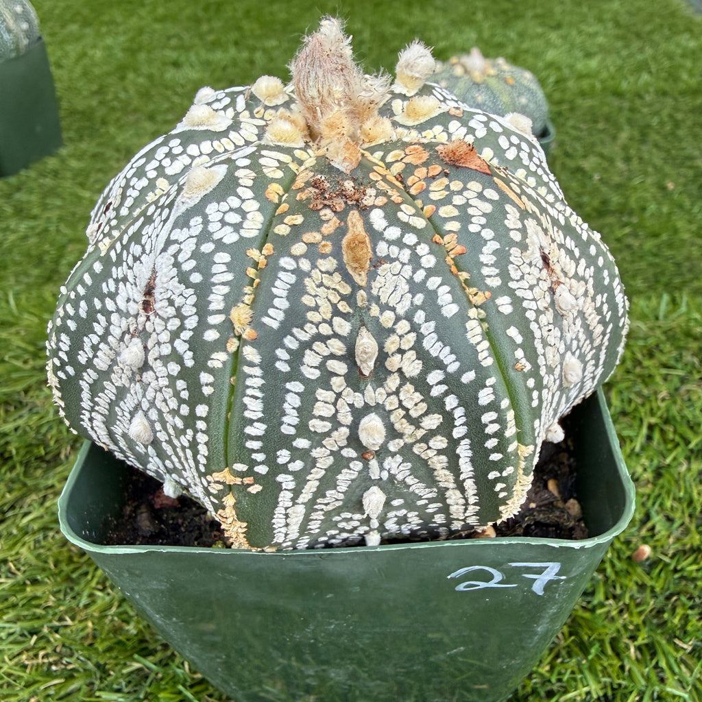 Astrophytum Asterias 'Super Kabuto' 4"