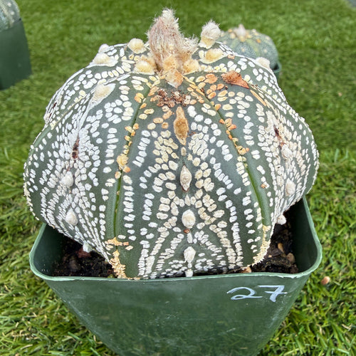 Astrophytum Asterias 'Super Kabuto' 4"