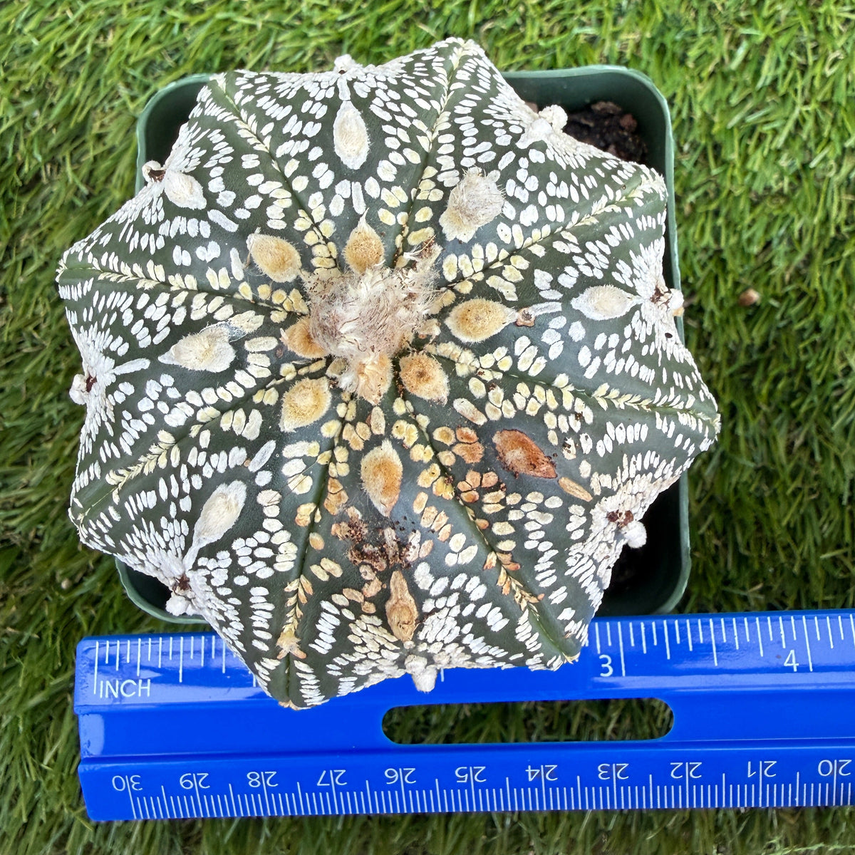 Astrophytum Asterias 'Super Kabuto' 4"