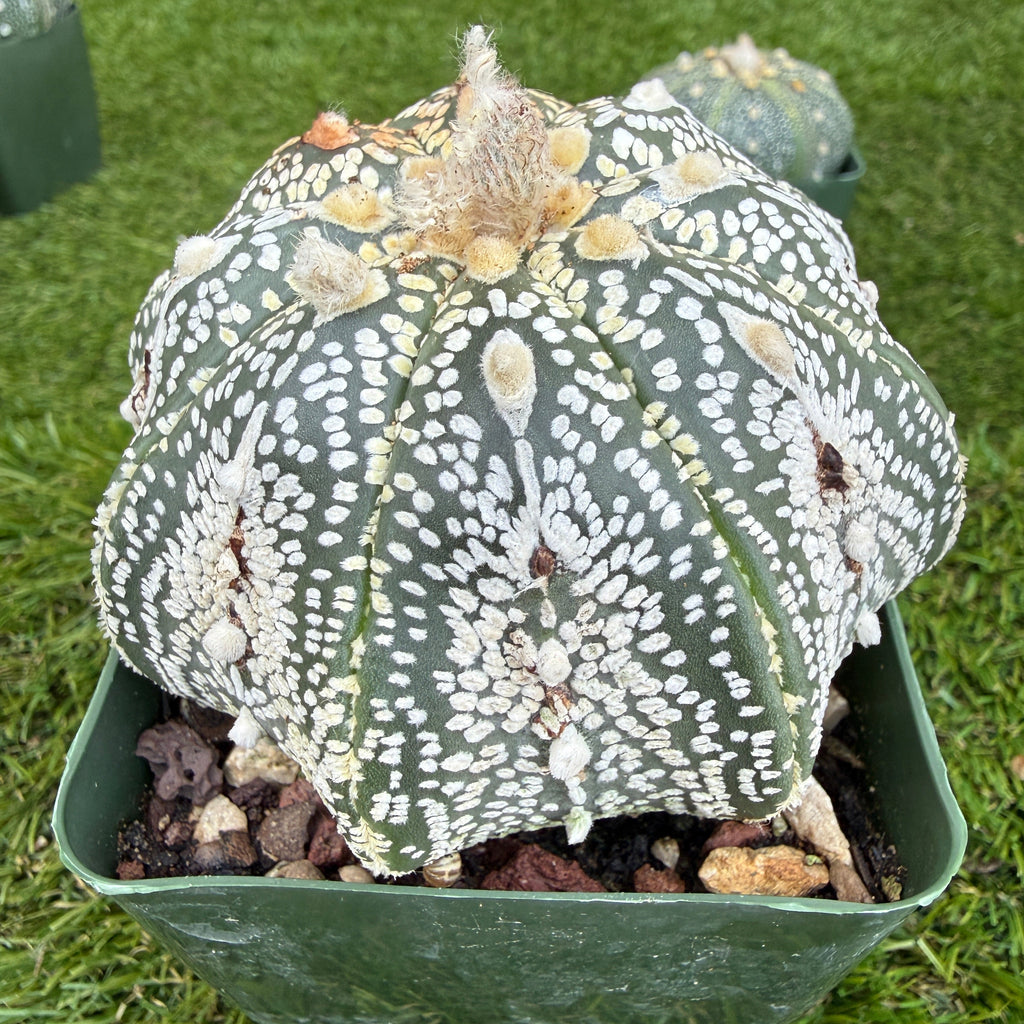 Astrophytum Asterias 'Super Kabuto' 4"