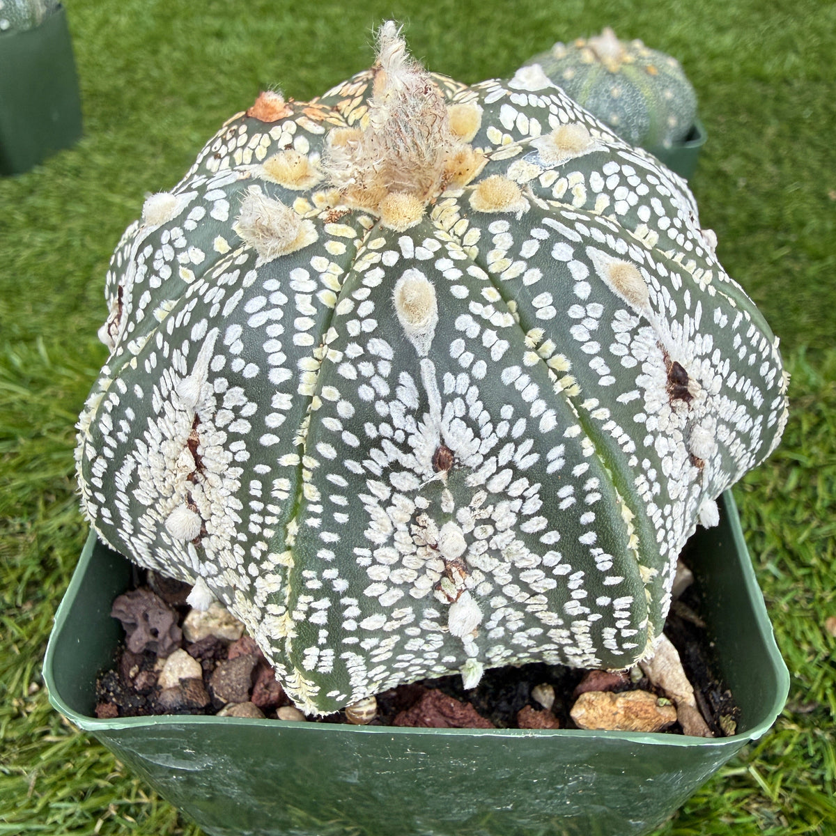 Astrophytum Asterias 'Super Kabuto' 4"