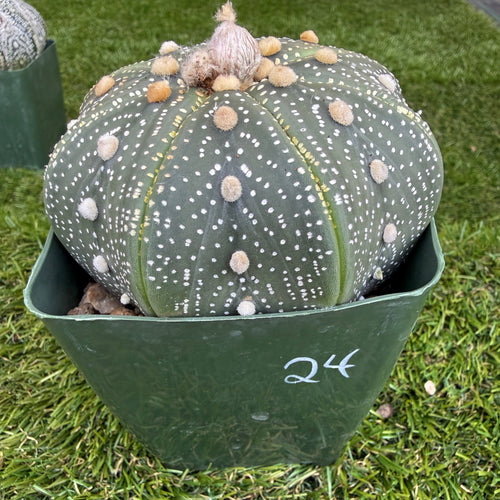 Astrophytum Asterias 'Super Kabuto' 4"