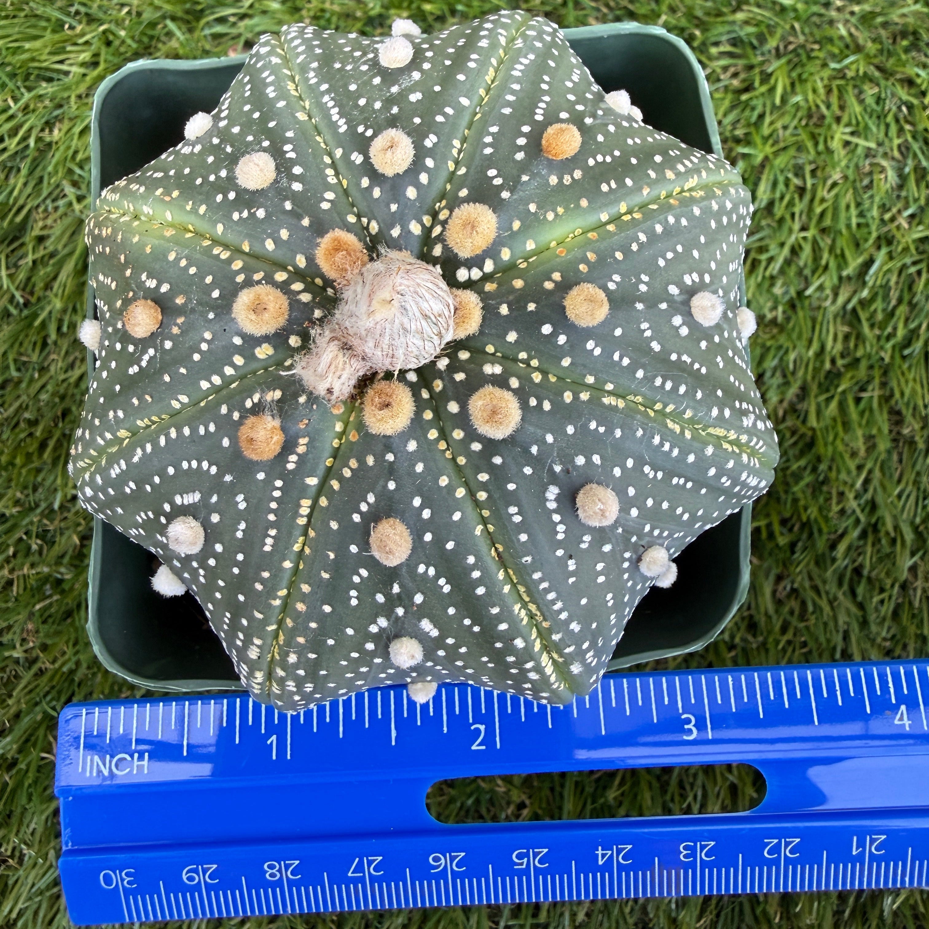 Astrophytum Asterias 'Super Kabuto' 4"