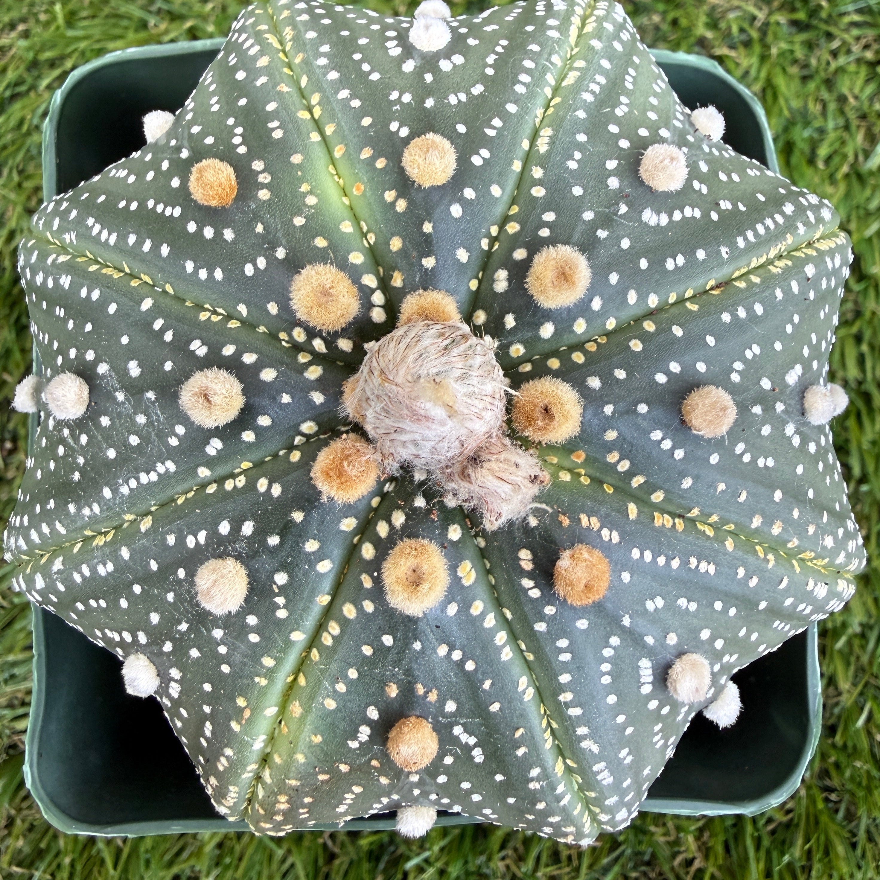Astrophytum Asterias 'Super Kabuto' 4"