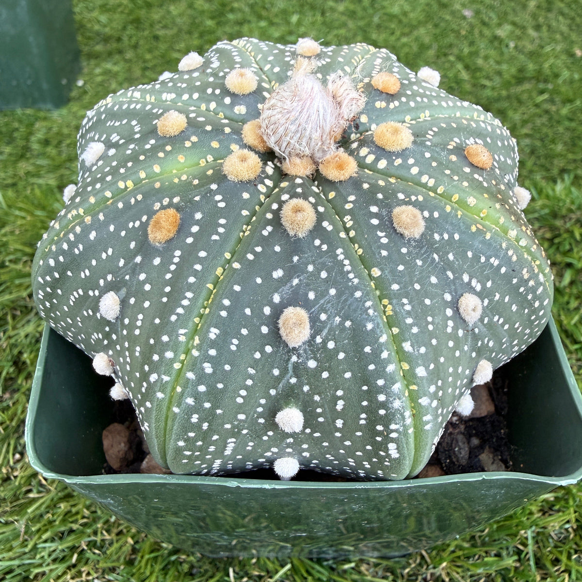 Astrophytum Asterias 'Super Kabuto' 4"