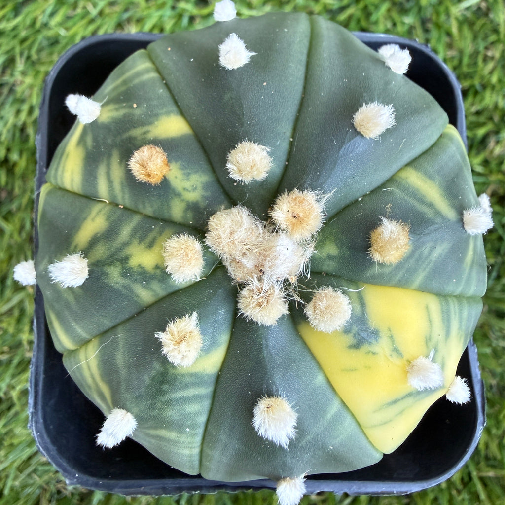 Variegated Astrophytum Asterias