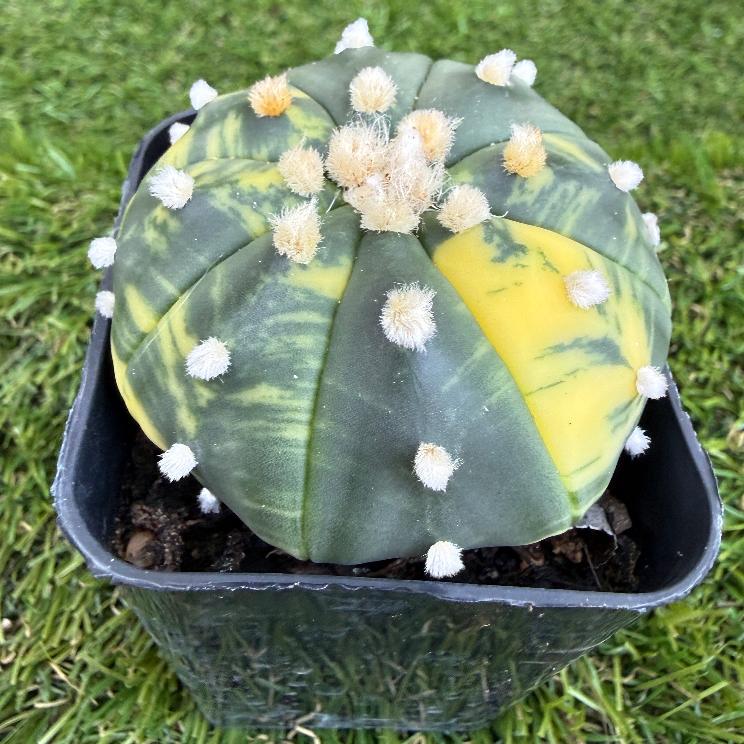Variegated Astrophytum Asterias