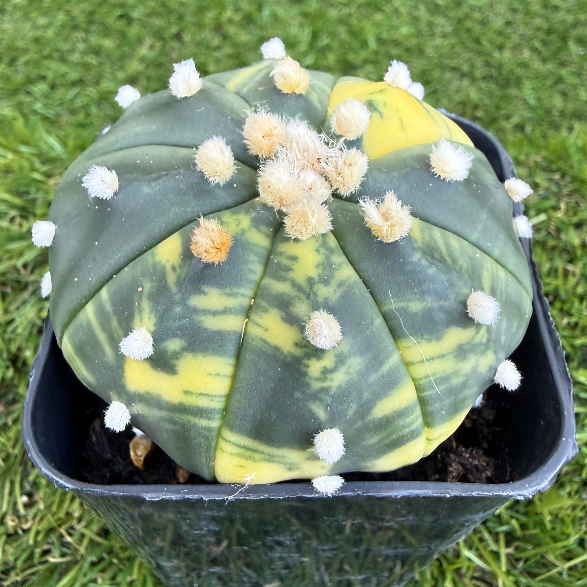 Variegated Astrophytum Asterias