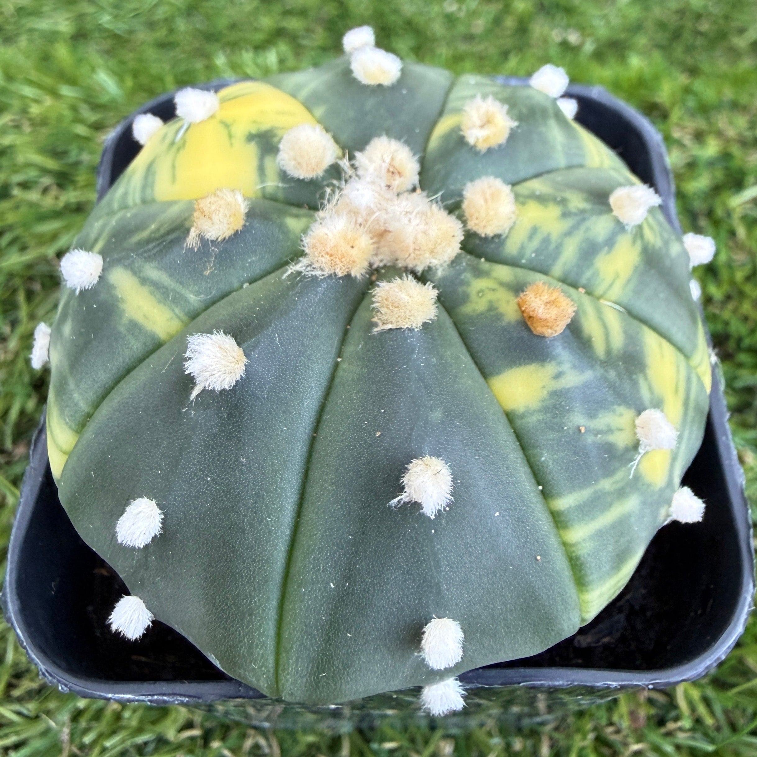 Variegated Astrophytum Asterias
