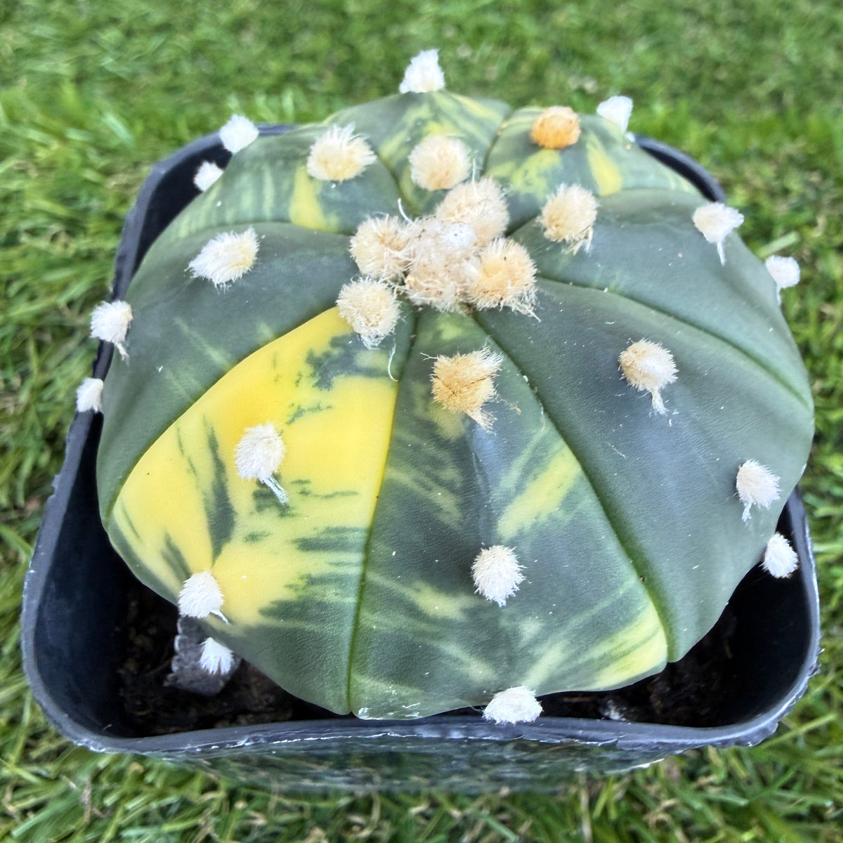 Variegated Astrophytum Asterias