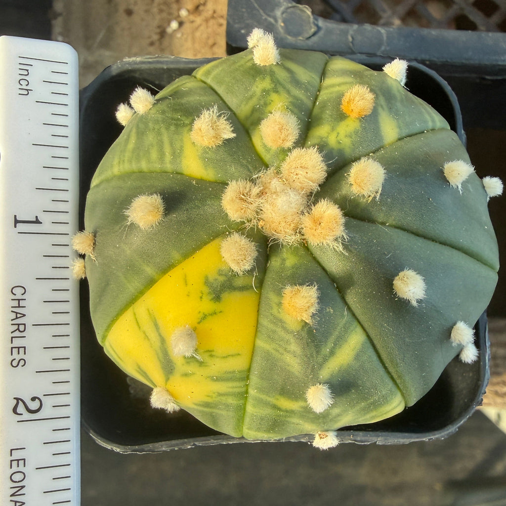 Variegated Astrophytum Asterias