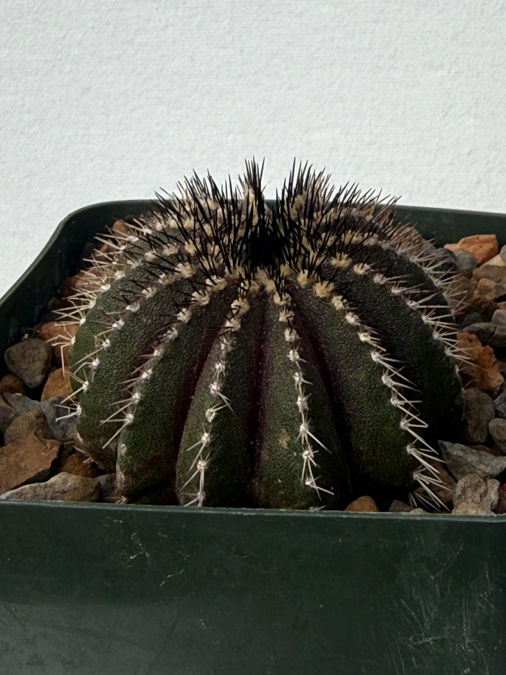 Uebelmannia pectinifera