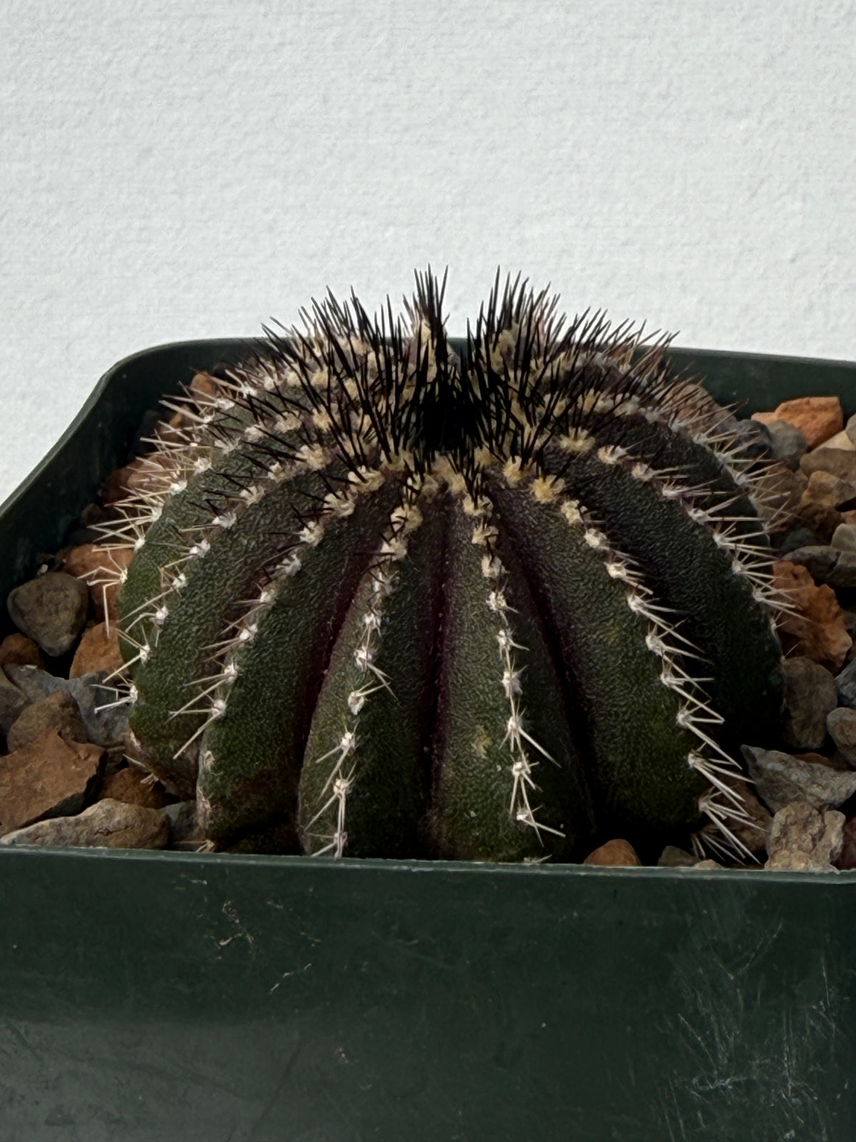 Uebelmannia pectinifera