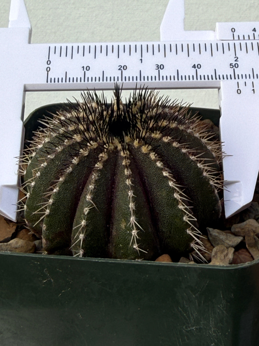 Uebelmannia pectinifera