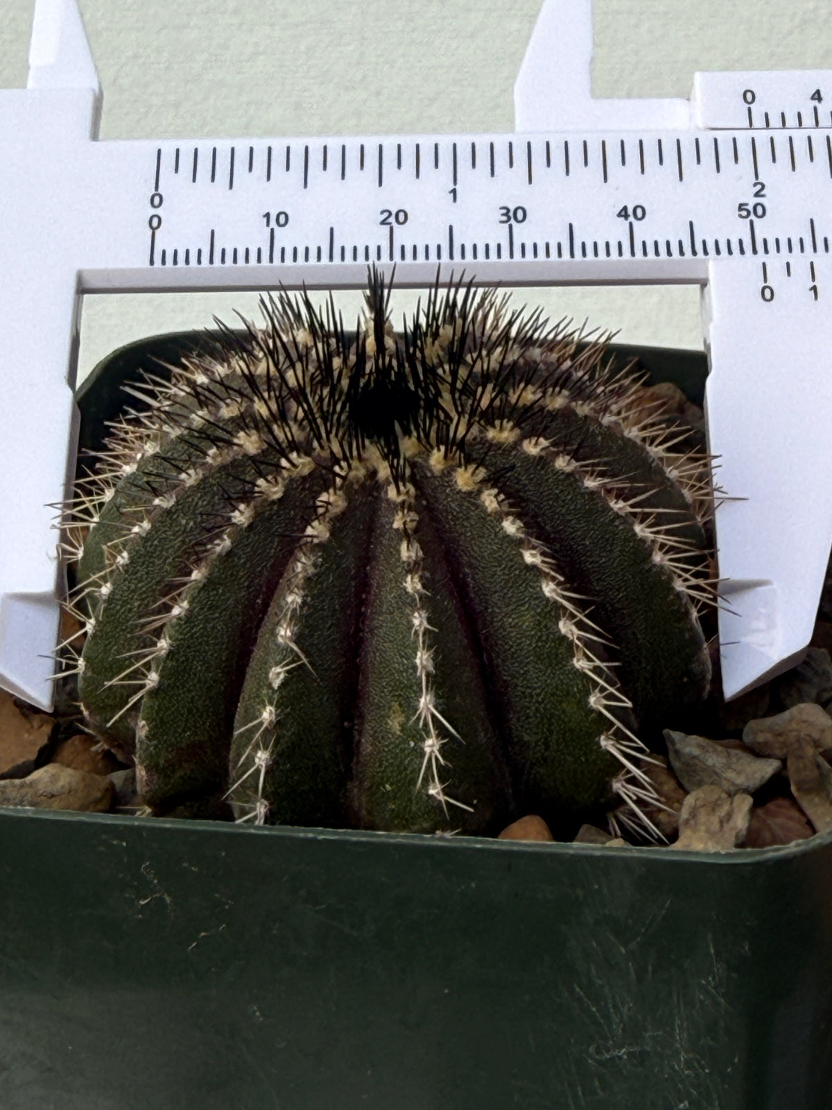 Uebelmannia pectinifera