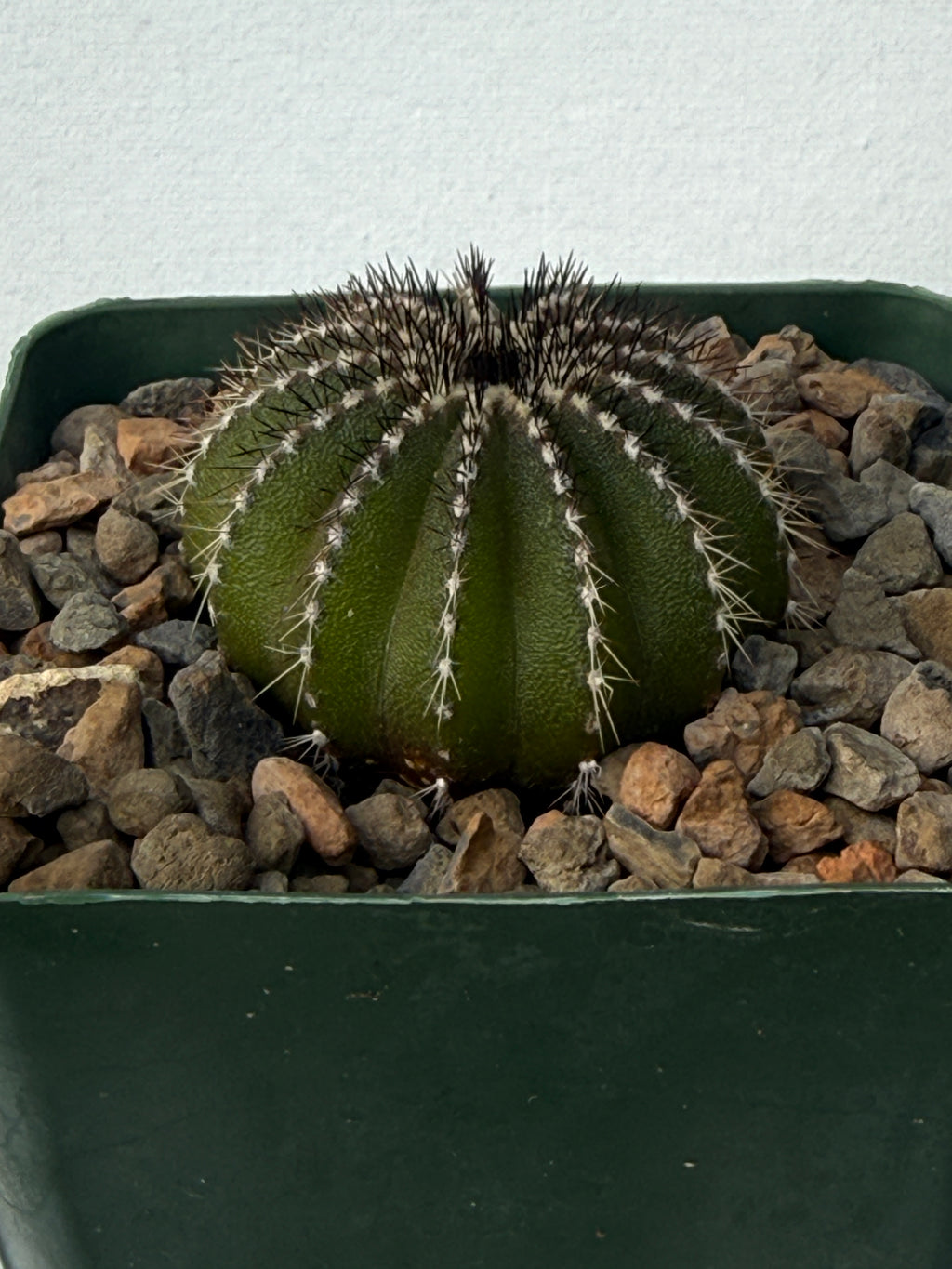 Uebelmannia pectinifera (Copy)
