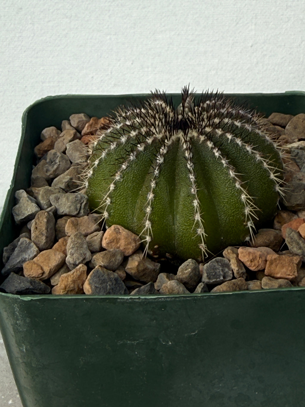 Uebelmannia pectinifera (Copy)