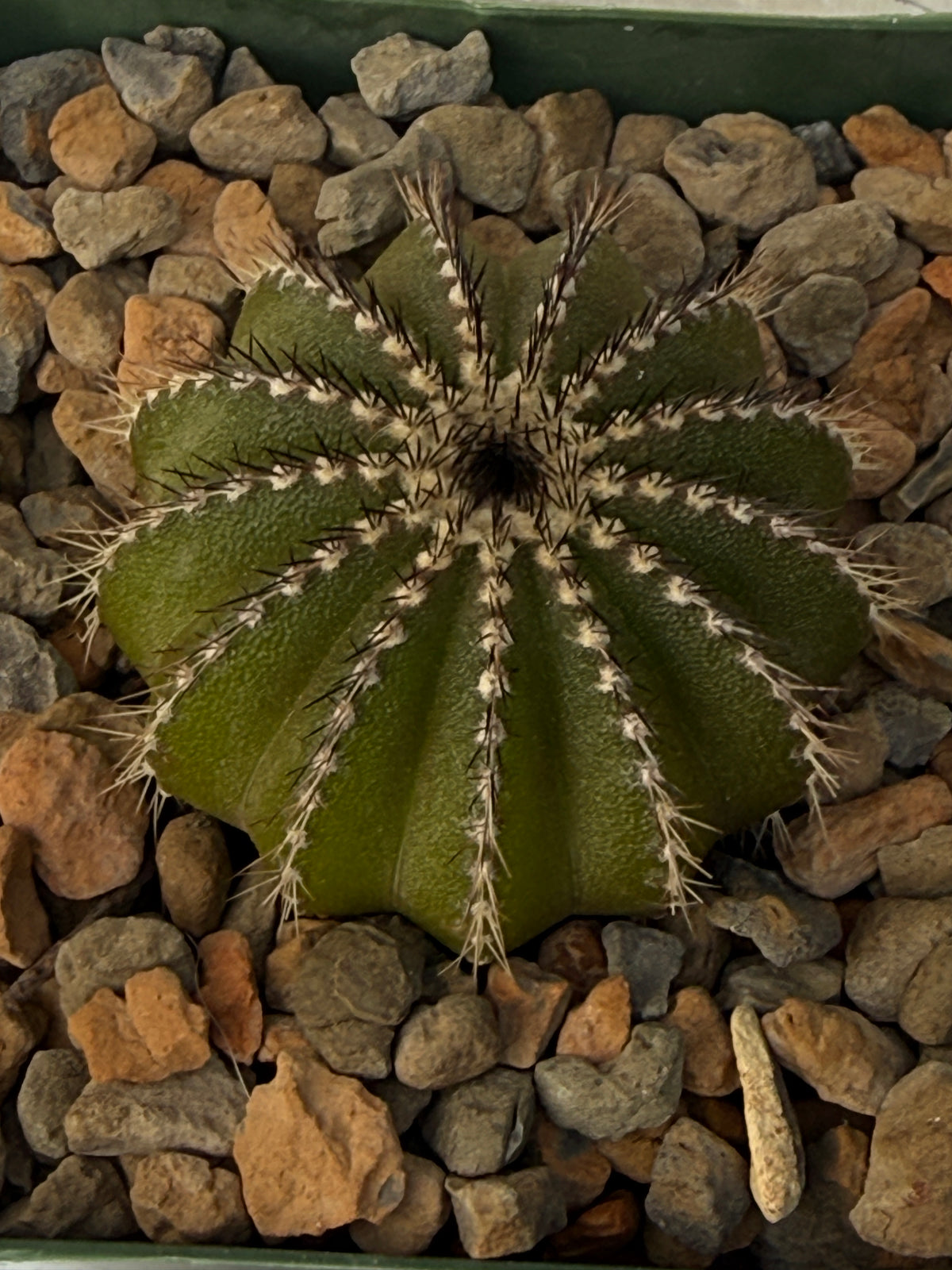 Uebelmannia pectinifera (Copy)