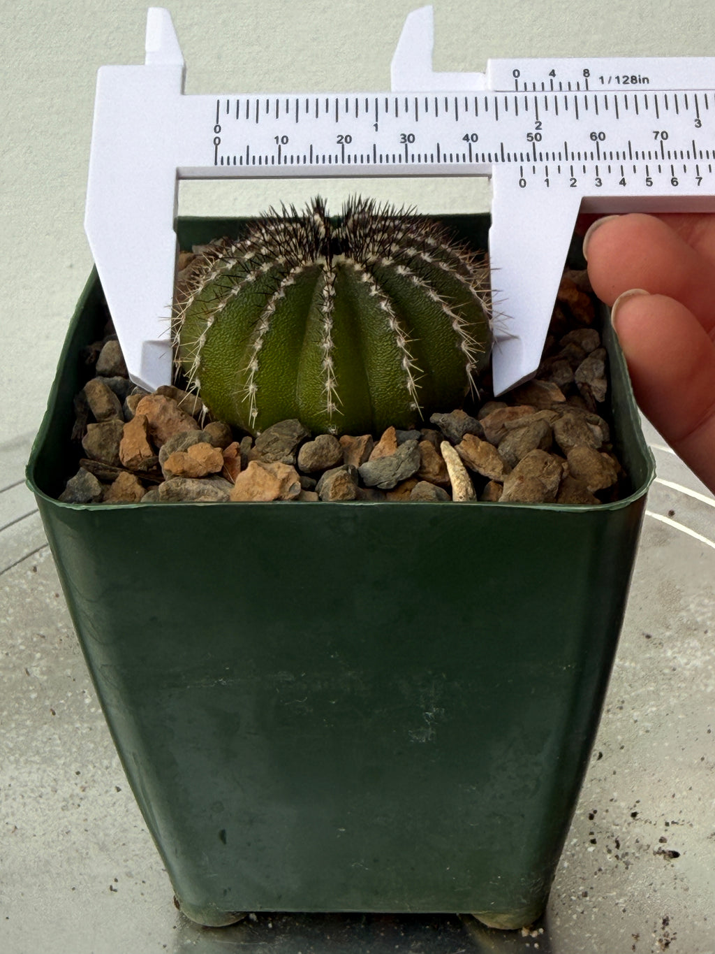 Uebelmannia pectinifera (Copy)
