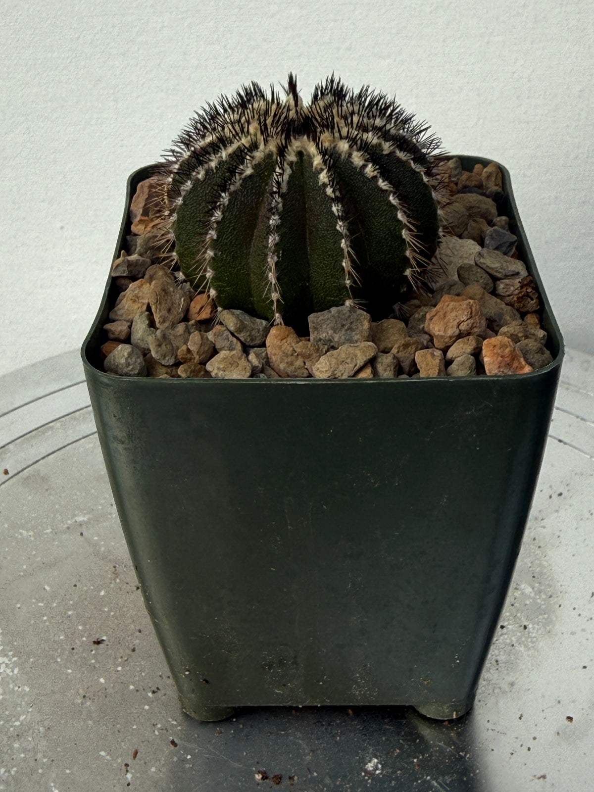 Uebelmannia pectinifera (Copy)