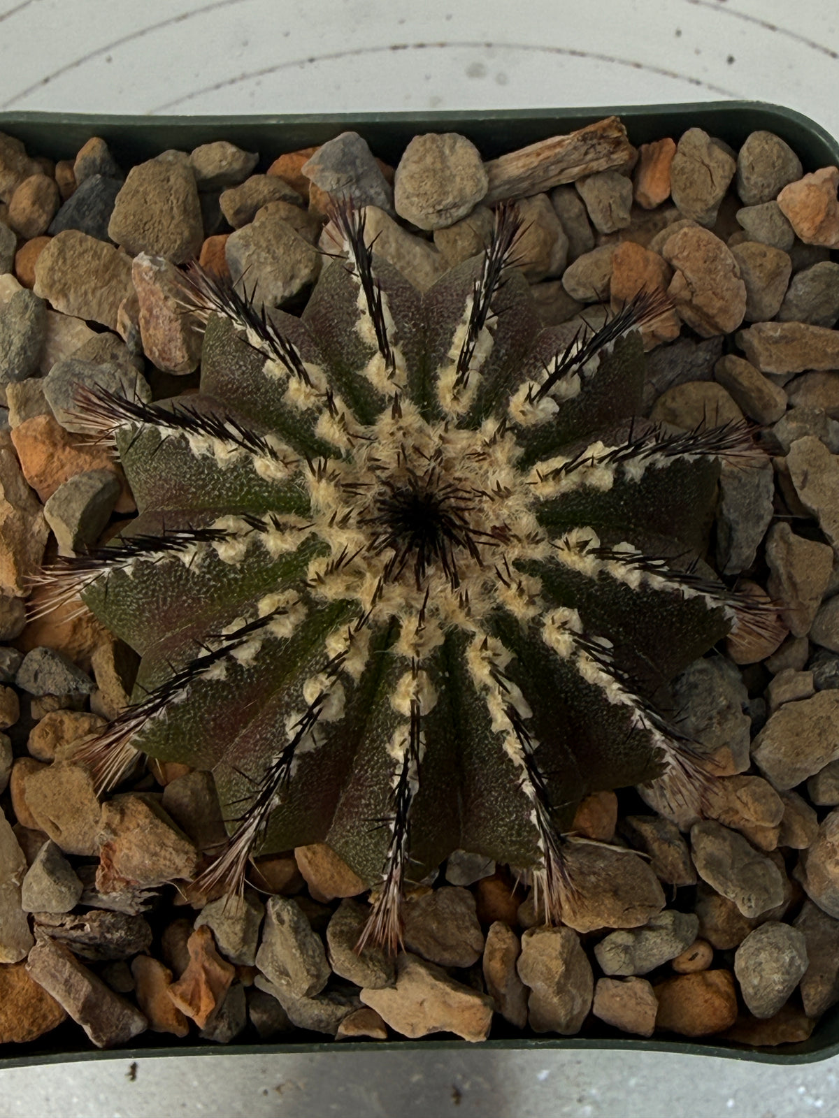 Uebelmannia pectinifera (Copy)