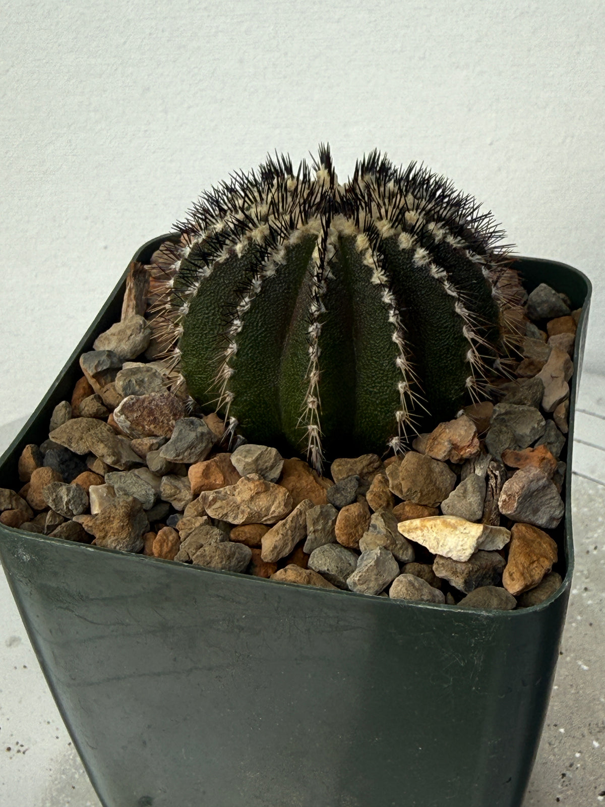 Uebelmannia pectinifera (Copy)