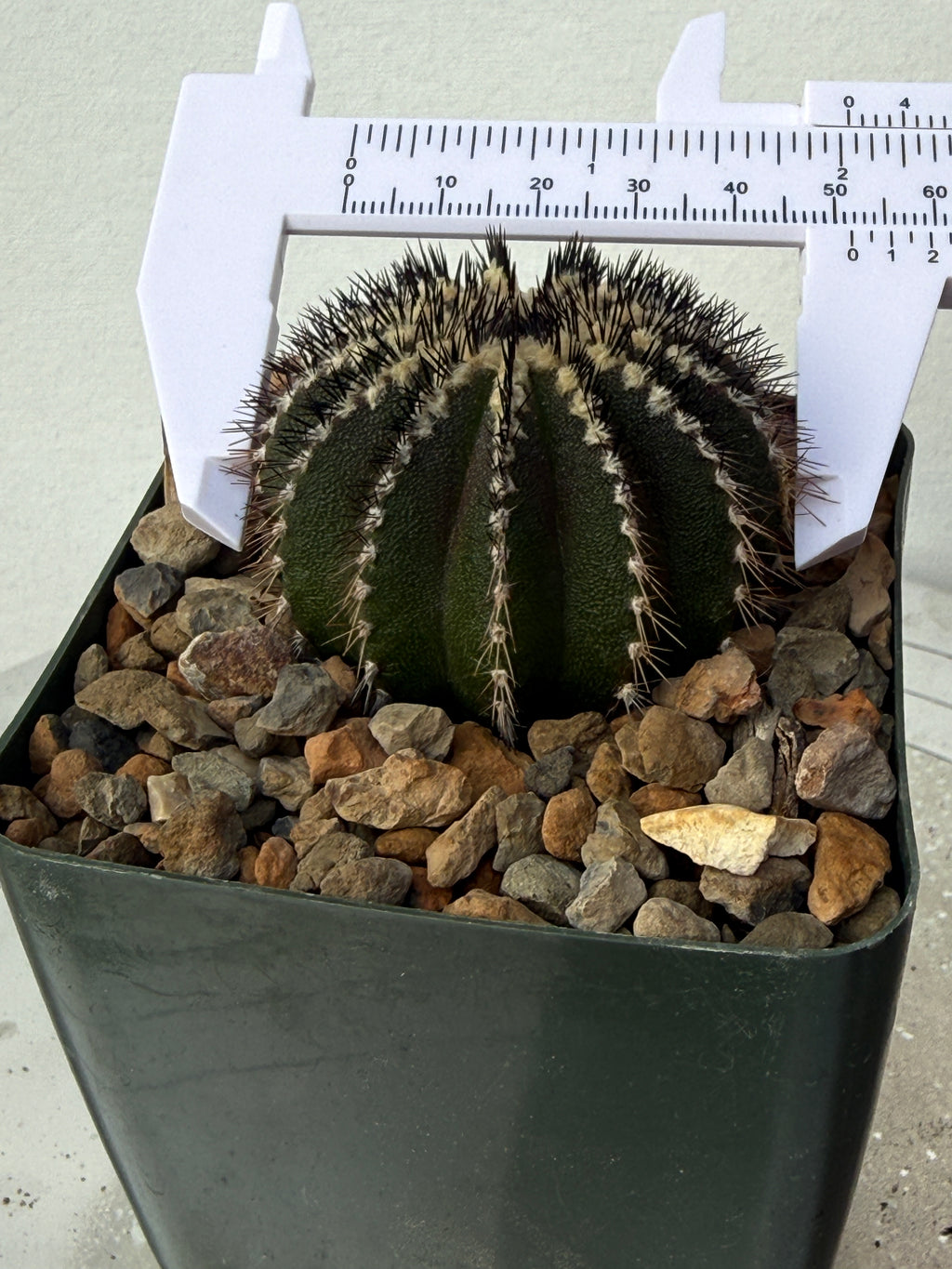 Uebelmannia pectinifera (Copy)