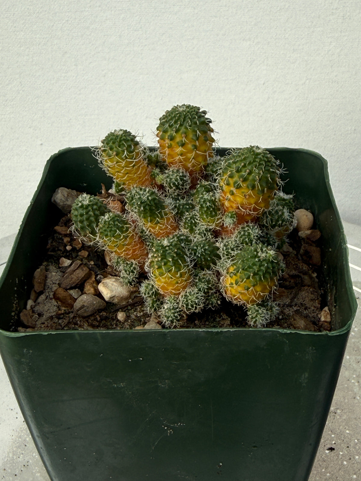 Turbinicarpus horripilus f. monstrosa