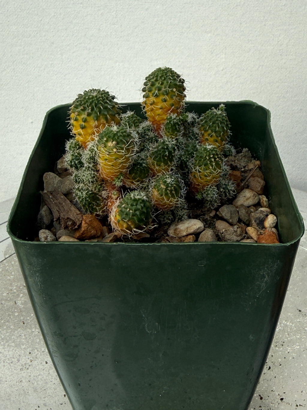 Turbinicarpus horripilus f. monstrosa