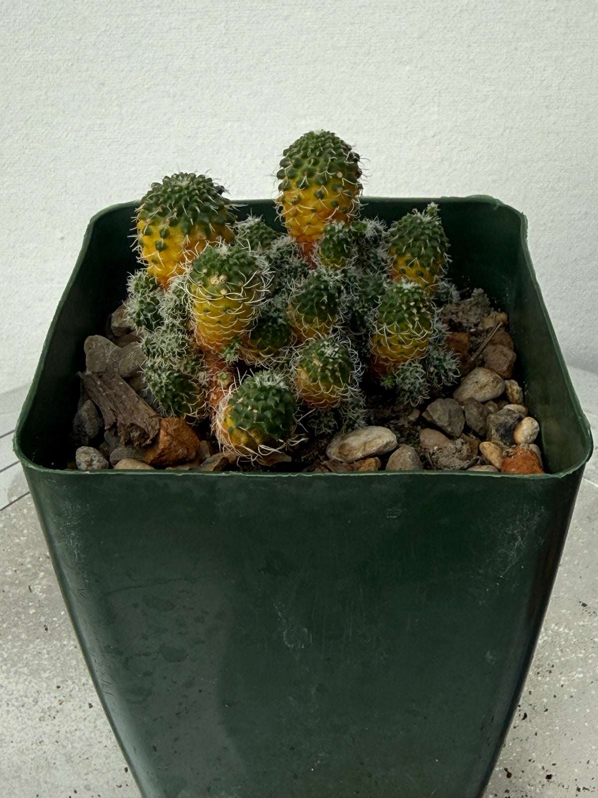 Turbinicarpus horripilus f. monstrosa