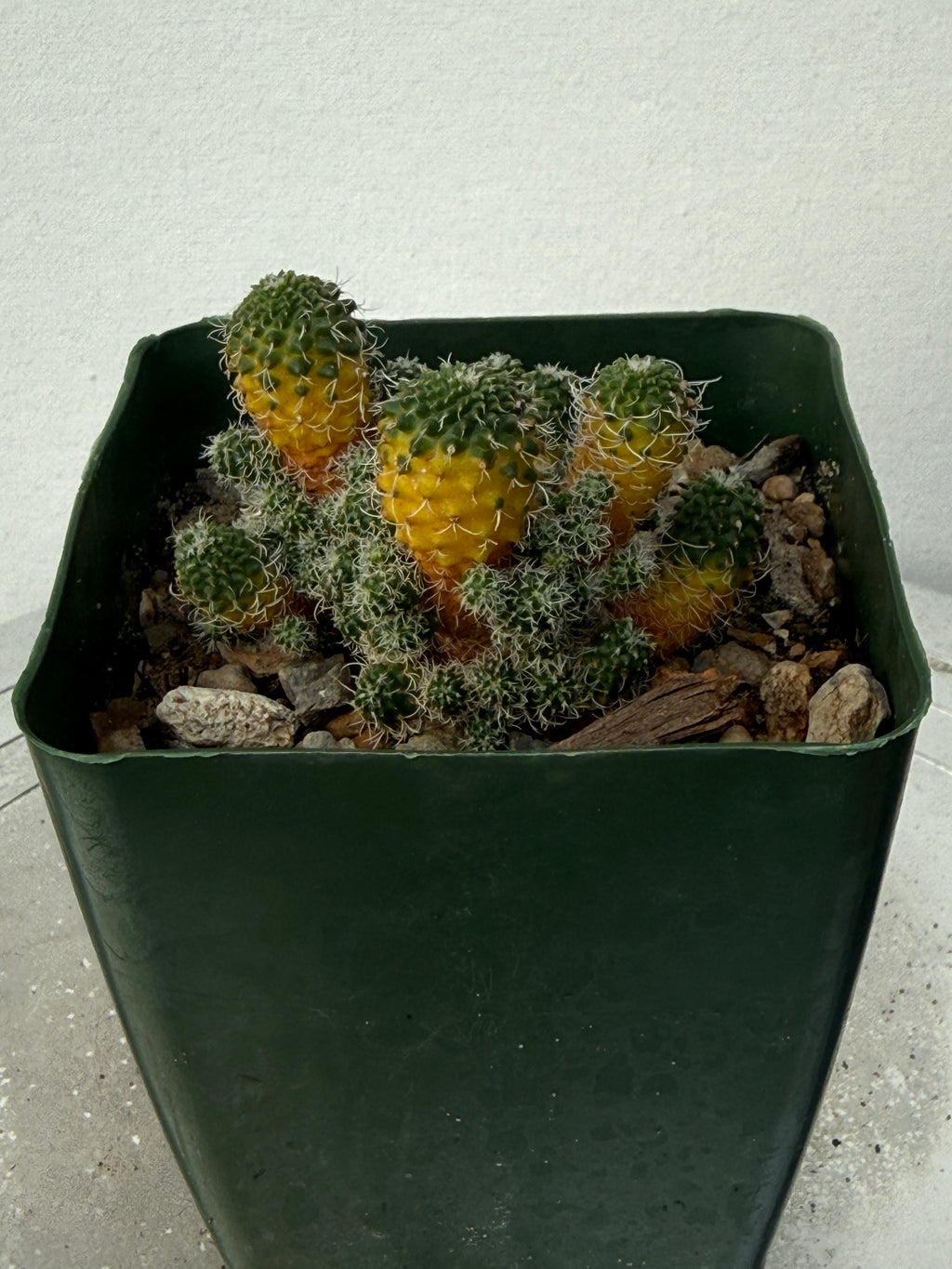Turbinicarpus horripilus f. monstrosa