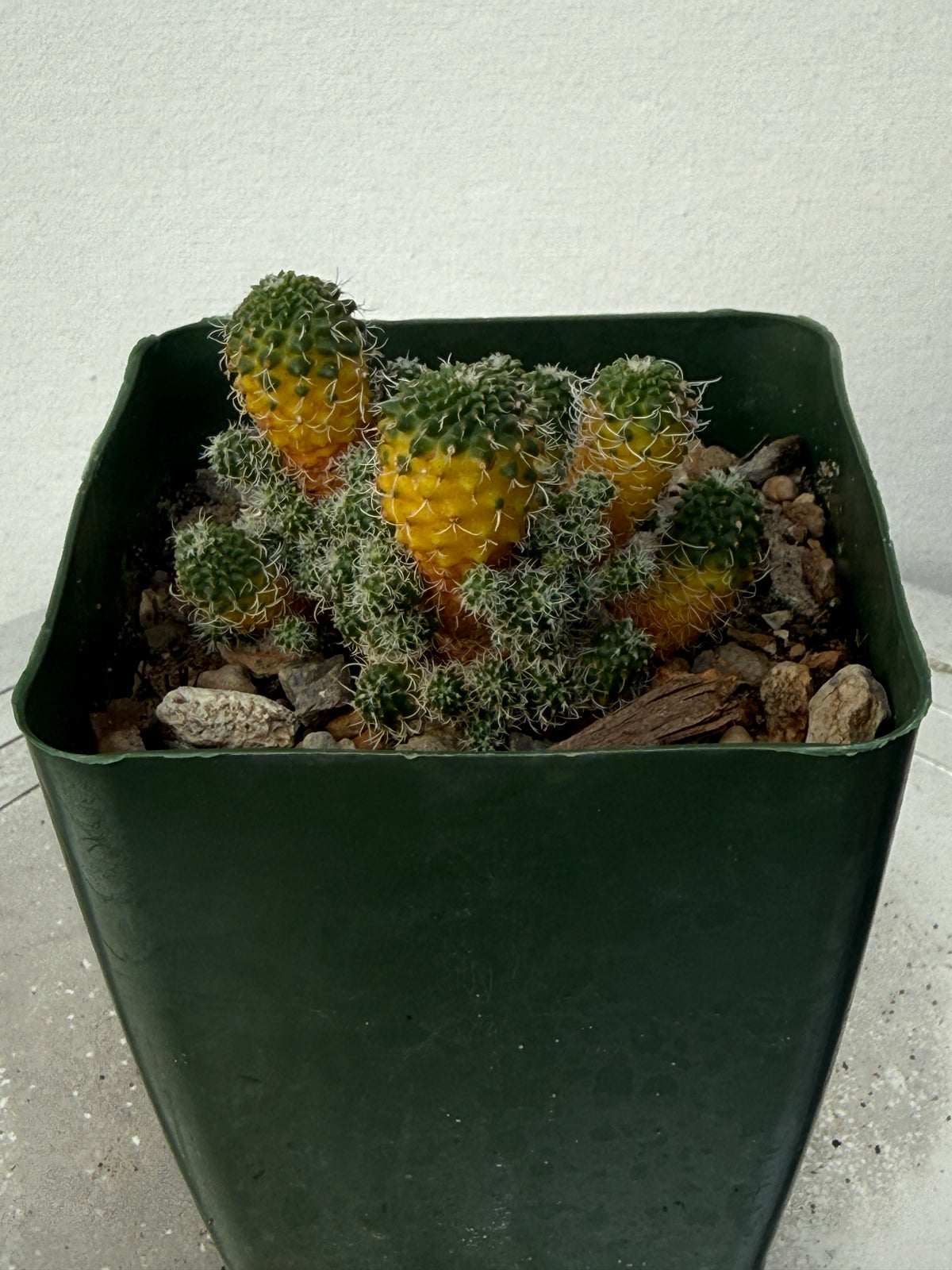 Turbinicarpus horripilus f. monstrosa