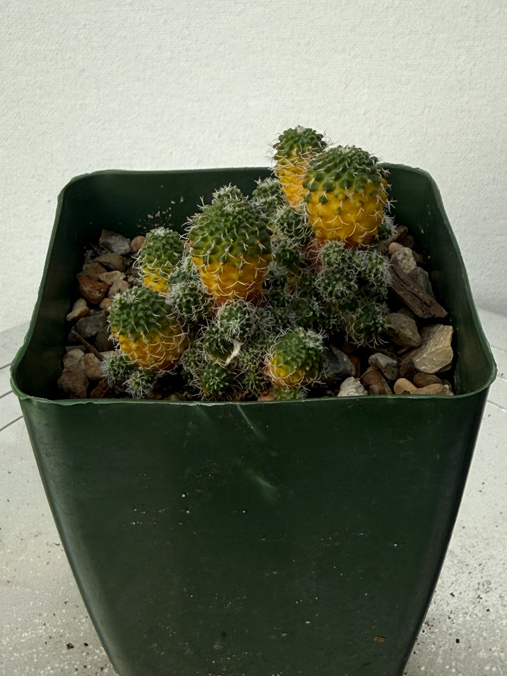 Turbinicarpus horripilus f. monstrosa
