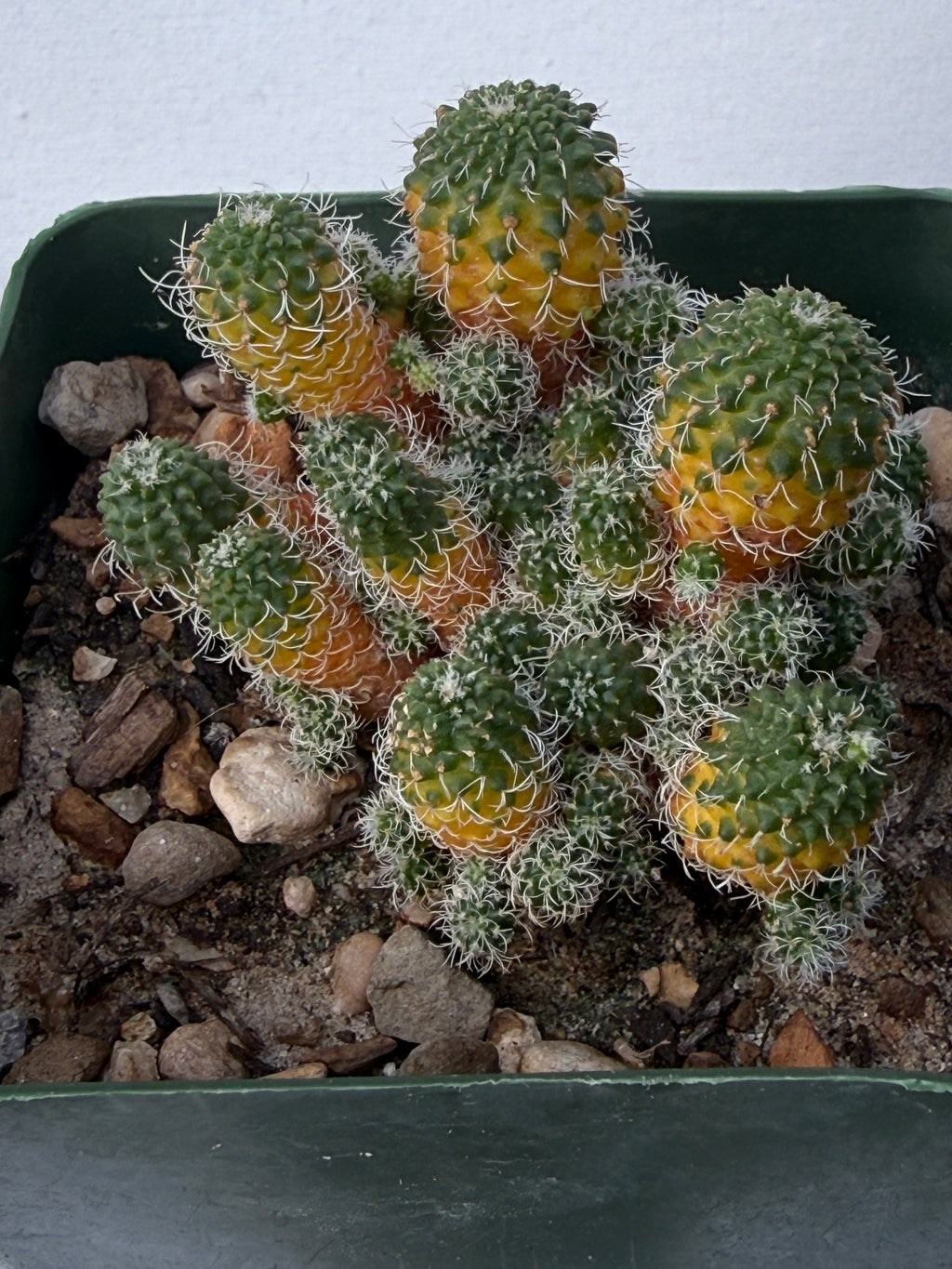 Turbinicarpus horripilus f. monstrosa