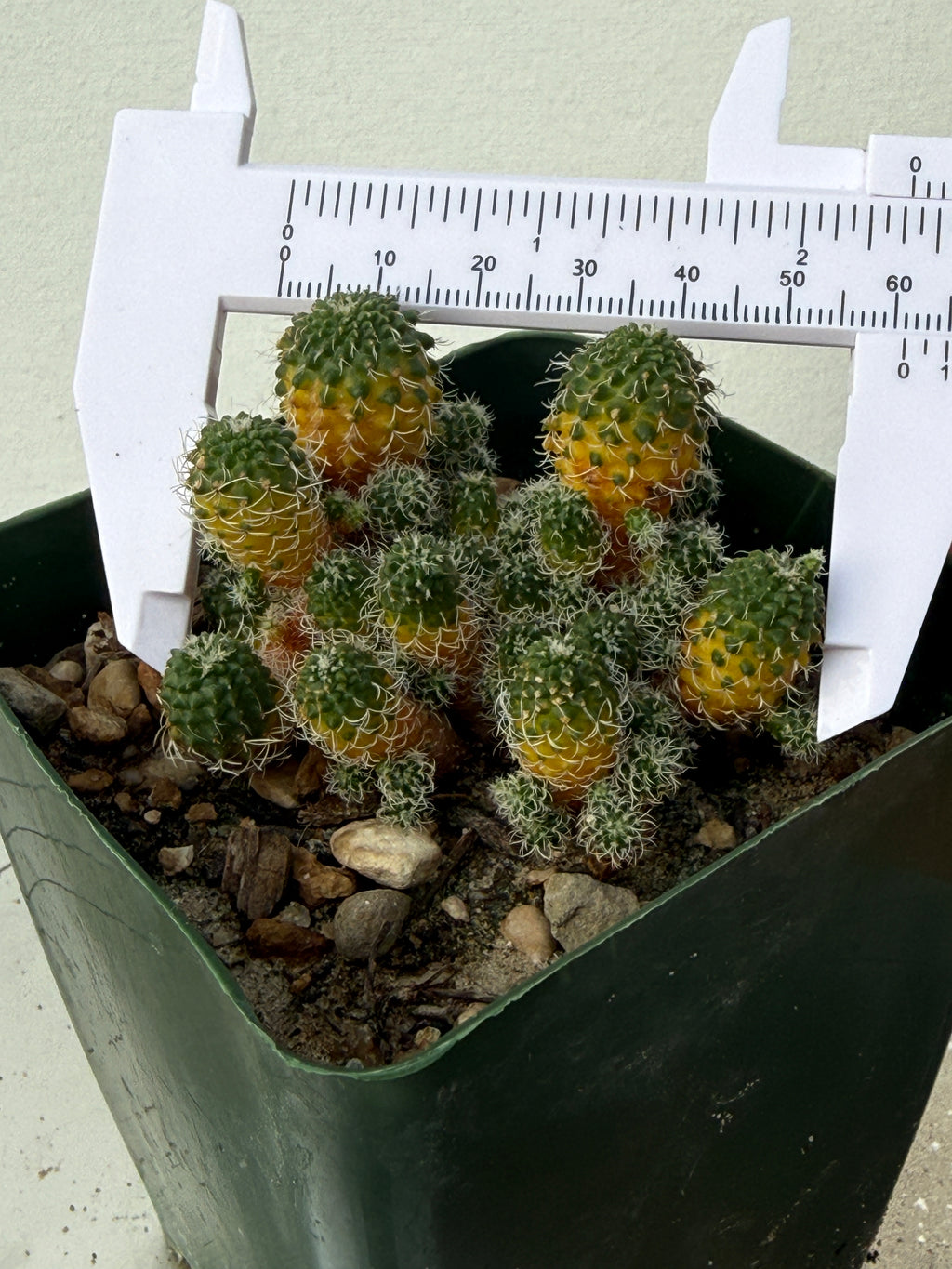 Turbinicarpus horripilus f. monstrosa